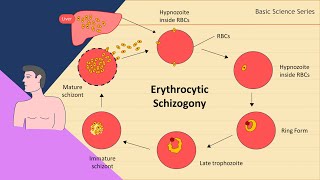 Erythrocytic schizogony  Plasmodium Life Cycle  Basic Science Series [upl. by Gaspard575]