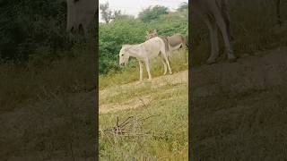 animals gadha ytshorts shortsfeed [upl. by Housen]