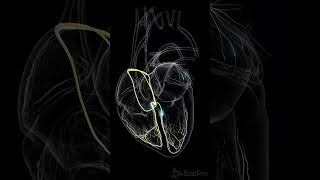 ⚡ The Hearts Conduction System The Spark Behind Every Beat ⚡ anatomy [upl. by Hanad]