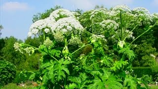 NY agency advises residents on toxic giant hogweed [upl. by Honoria]