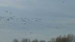 White Fronted Geese Anser albifrons [upl. by Merari]