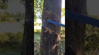 Rubber tree tapping process  good tools make the job easy [upl. by Howlyn71]