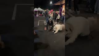 Is the Great Pyrenees the Ultimate Family Dog 🐶 [upl. by Charis]