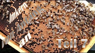 Imkern von Anfang an  Teil 7  Durchsicht von 3 neuen BienenvolkAblegern [upl. by Varin665]