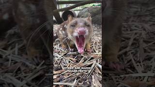 Quoll  Ever Heard Of This Animal [upl. by Padegs661]