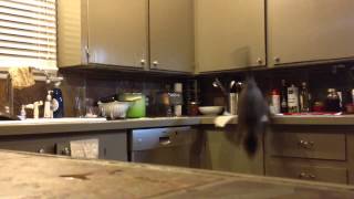 Trying to keep the cat off the kitchen counter using a method I saw on Reddit [upl. by Ragg94]