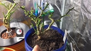 Taking Pepper Plants Inside for Overwintering [upl. by Candi]