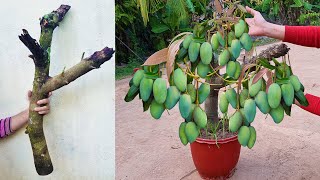 Unique​ Skill Growing Mango​ Tree Using Onions With Quick and Easy Techniques  Grafting Mango Tree [upl. by Ilahsiav]