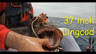 Kayak Fishing Redondo Beach Big Lingcod and Copper Rockfish [upl. by Bonnette414]