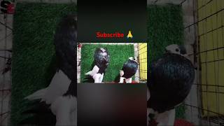 Fancy pigeon pottor kobutor best qualitypigeon bird ytshorts yt [upl. by Airtap]