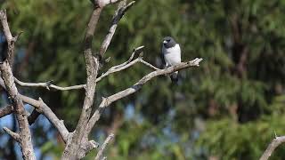 Whitebreasted Woodswallow Hervey Bay Qld [upl. by Asante764]