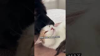 Dog ALMOST Eats Cat After Seeing One FIRST TIME😱 [upl. by Anivid]