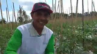 Decoprima control fusarium wilt in tomato [upl. by Nolasba]