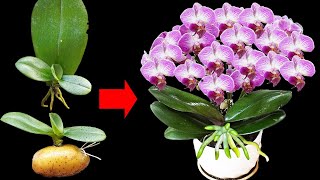 Method To Stimulate Orchids To Grow From Leaves Simple Tips That Really Work [upl. by Maris]