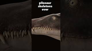 New Giant Pliosaur Discovered [upl. by Hudis941]