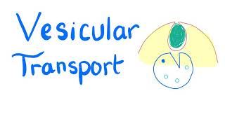 Vesicular Transport  Endocytosis and Exocytosis  Cell Physiology [upl. by Jessalin]