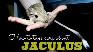 How to take care about Jaculus jerboa [upl. by Rebmak]