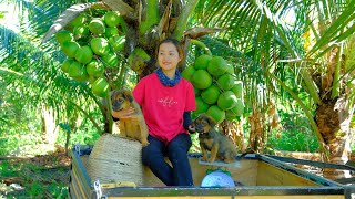 Full Video Harvesting Coconut Red Oleaster String Bean Goes To Market Sell  GardeningDaily Life [upl. by Nakeber317]