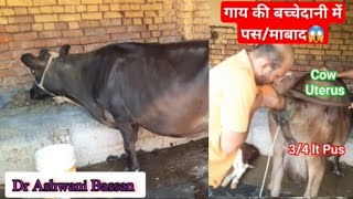 💥Pyometra in Cow 👉Symptoms amp Treatment👌Artificial insemination in same cattle  Dr Ashwani Bassan [upl. by Renaldo]