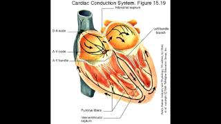 Cause and Treatment  Sinus Bradycardia [upl. by Nadda]