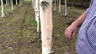 Betula Utilus Subspecies Jacquemontii  the Himalayan Birch  Irish Tree Centre Review [upl. by Buckden18]