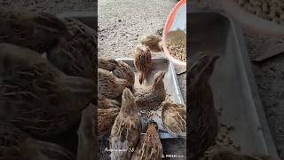 feeding quails in aviary mini [upl. by Morel]