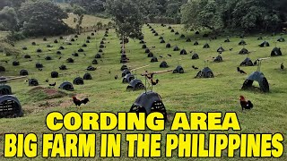 BEAUTIFUL CORDING AREA  BIG FARM IN THE PHILIPPINES  JUB FARM [upl. by Yreneh733]