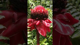 Torch Ginger flower in my backyard Hawaii  Big Island Hawaii Homes bigislandhawaii [upl. by Latimer189]