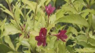 Proven Winners® Gardener Channel Proven Winners® Ghost™ Weigela [upl. by Ardnuek221]