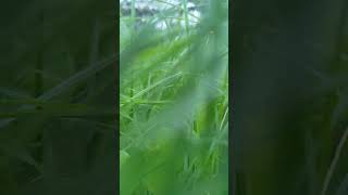 Long grass short video nature love subscribe [upl. by Koralie220]