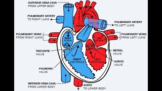 The mammalian heartBiology AS Edexcel [upl. by Ycat]