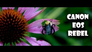 Canon EOS Rebel SL1 Video Quality Test [upl. by Anderea]