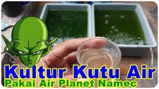 Kultur Kutu Air Moina dengan Air Hijau Chlorella [upl. by Hilel]