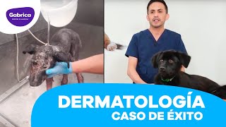 LosEspecialistas Dermatología Veterinaria 🐶 Caso Wina Simparica® [upl. by Dotti487]