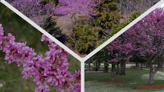 Redbud Trees in the Landscape [upl. by Irrak741]