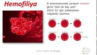 Genetik xestelikler3 Cinsiyyetle ilisik irsiyyet hemofiliya daltonizm ezele atrofiyasi [upl. by Ecyal]