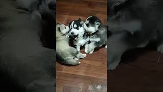 Mini pelea de 😅😂🤗🤗Huskypuppy [upl. by Franek920]