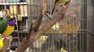 Yellowfronted canary キマユカナリヤ（青黄鳥） [upl. by Anonyw]