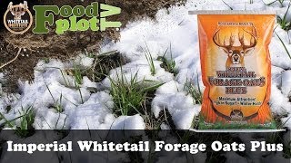 When to Plant Whitetail Institute Whitetail Forage Oats Food Plots [upl. by Mraz]