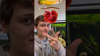 The 4 Ways that Fish Swim aquarium [upl. by Lladnek]