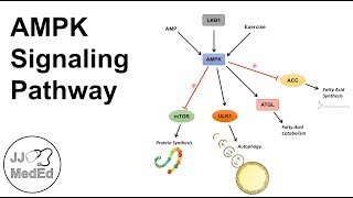 AMPK Signaling Pathway Regulation and Downstream Effects [upl. by Eveneg]