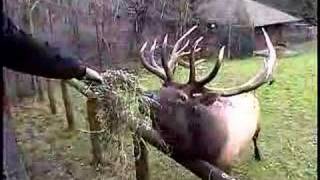 The Oregon Zoos Flying Reindeer [upl. by Saltsman]