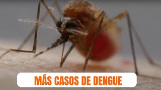 AUMENTAN LOS CASOS DE DENGUE 24 nuevos casos en el Uruguay la mayoría en Salto [upl. by Adela]