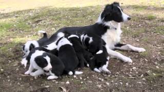 Blonde and black and white Border Collie puppies [upl. by Valley]