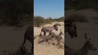 Desert donkeys donkey donkeys donkeywith [upl. by Ashraf]