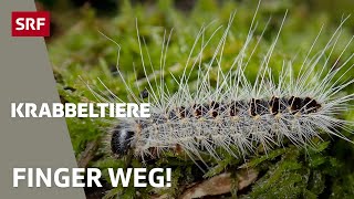 Eichenprozessionsspinner und Ölkäfer Die giftigsten Insekten der Schweiz  Krabbeltiere  SRF [upl. by Howlend]