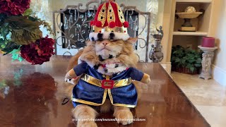 Funny King Jack Prefers To Floss With His Crown On National Cat Day [upl. by Groeg]