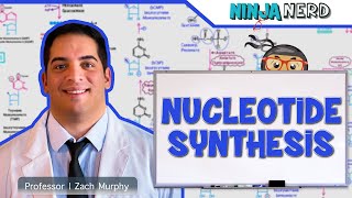 Metabolism  Nucleotide Synthesis  Purine amp Pyrimidine Synthesis [upl. by Phyllida]