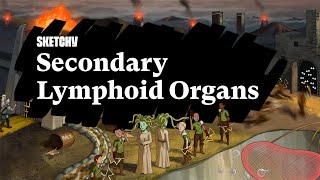 Understanding Secondary Lymphoid Organs in Immunity Part 1  Sketchy Medical  USMLE Step 1 [upl. by Arymahs]