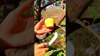 Sweet nutritious apples🍅🥝🍏shorts fruit shortvideo [upl. by Nylteak]